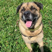 Baloo, chien à adopter