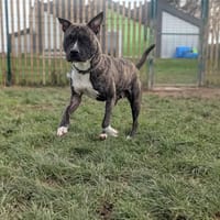 Kayla, chienne à adopter