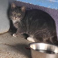 DOUDOUNE, chatte à adopter