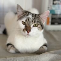 ALF, chat à adopter