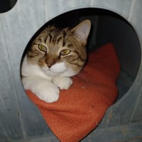 AUBEPINE, chatte à adopter