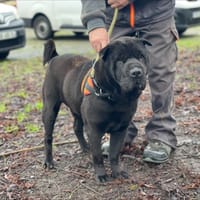 LUZHOU, chien à adopter