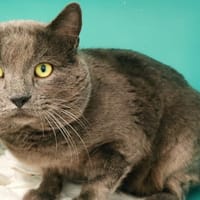 kiki, chat à adopter