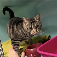 NOUPY, chat à adopter