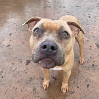 IKA PAA24051, chienne à adopter