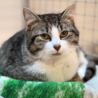 NORDIK, chat à adopter