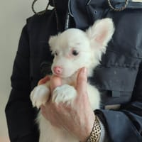 JERRY QCN, chienne à adopter