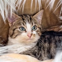 POLO, chat à adopter