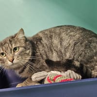 PLUME, chatte à adopter