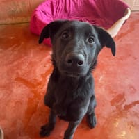 frostis PAA24050, chien à adopter