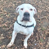 Venom, chien à adopter