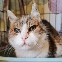 Loops, chat à adopter