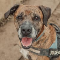 OPIUM, chien à adopter