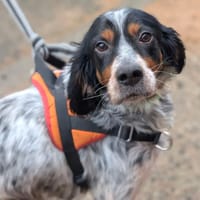 PRETTY, chienne à adopter