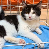 POKKA, chat à adopter