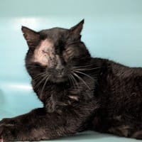 PUMA, chat à adopter