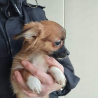 MIRA QCN, chienne à adopter