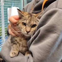 BELINDA, chatte à adopter