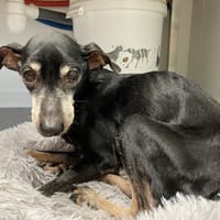 MALO, chien à adopter