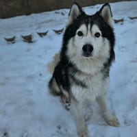 Laska, chien à adopter