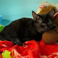 PERLE, chatte à adopter