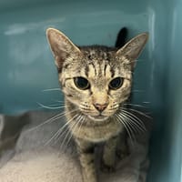 PAPILLON, chatte à adopter