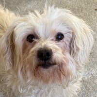 DORANTE (en cours d'adoption), chienne à adopter