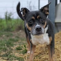 MARLEY, chien à adopter