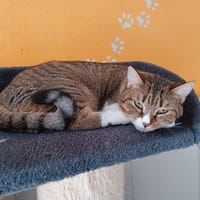 APO, chatte à adopter