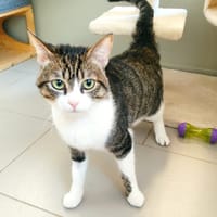 Titou, chat à adopter