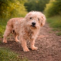 REX, chien à adopter