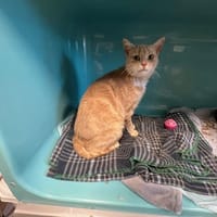 betty, chatte à adopter