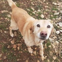 IVANA, chienne à adopter