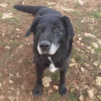 IGOR, chien à adopter