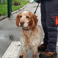 MAYA, chienne à adopter