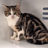 Pauline, chatte à adopter