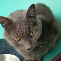 GRISOUILLE C, chat à adopter