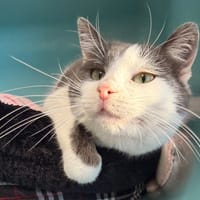 AUBERGINE, chatte à adopter