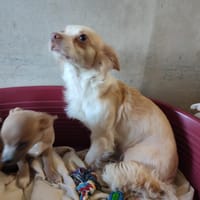 KIA QCN, chienne à adopter