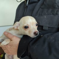 CHOPIN QCN, chien à adopter