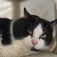 Félix, chat à adopter