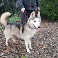 tayko, chienne à adopter