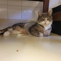 PAB28403 Kissy, chatte à adopter