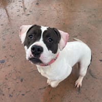 LOUNA PAA24049, chienne à adopter