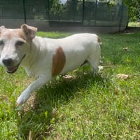 MEL, chienne à adopter