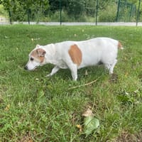 MEL, chienne à adopter