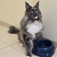 WILO, chat à adopter