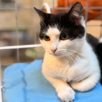 GUIRLANDE, chat à adopter