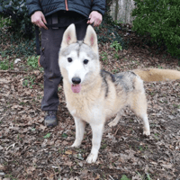 arctic, chien à adopter