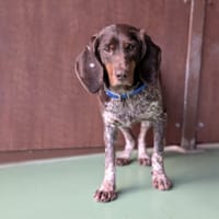 LYDIA, chienne à adopter